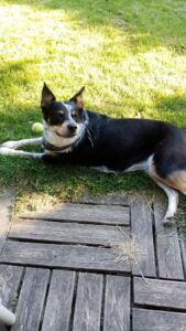 calm-services-animaliers - home sitting - chien couché dans l'herbe