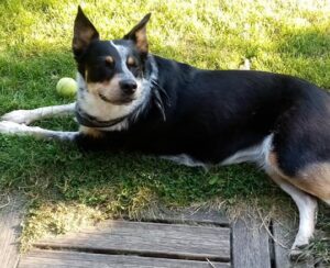 calm-services-animaliers - home sitting - chien couché dans l'herbe