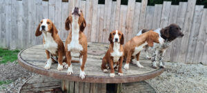 comme à la maison - Conditions générales du service - chiens sur une table