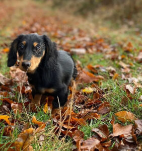 calm-services-animaliers - education - petit chien dans feuilles morte