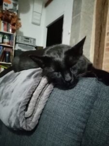 calm-services-animaliers - chat noir qui dort