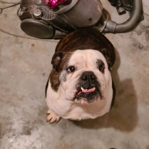 calm-services-animaliers.fr - chien assis