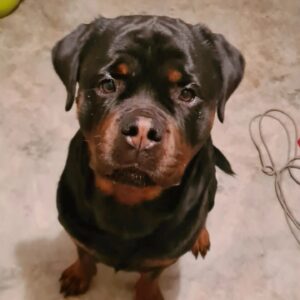 calm-services-animaliers.fr - chien assis