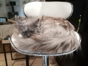 calm-services-animaliers - tarifs - chat sur une chaise