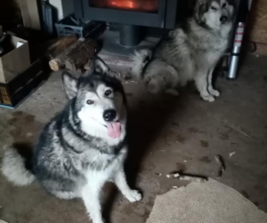 comme a la maison - deux chiens husky