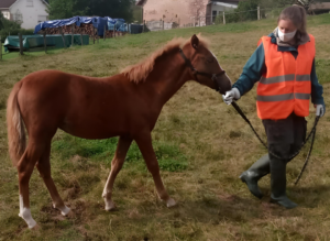 calm-services-animaliers - garde à domicile - gérante promenant un cheval