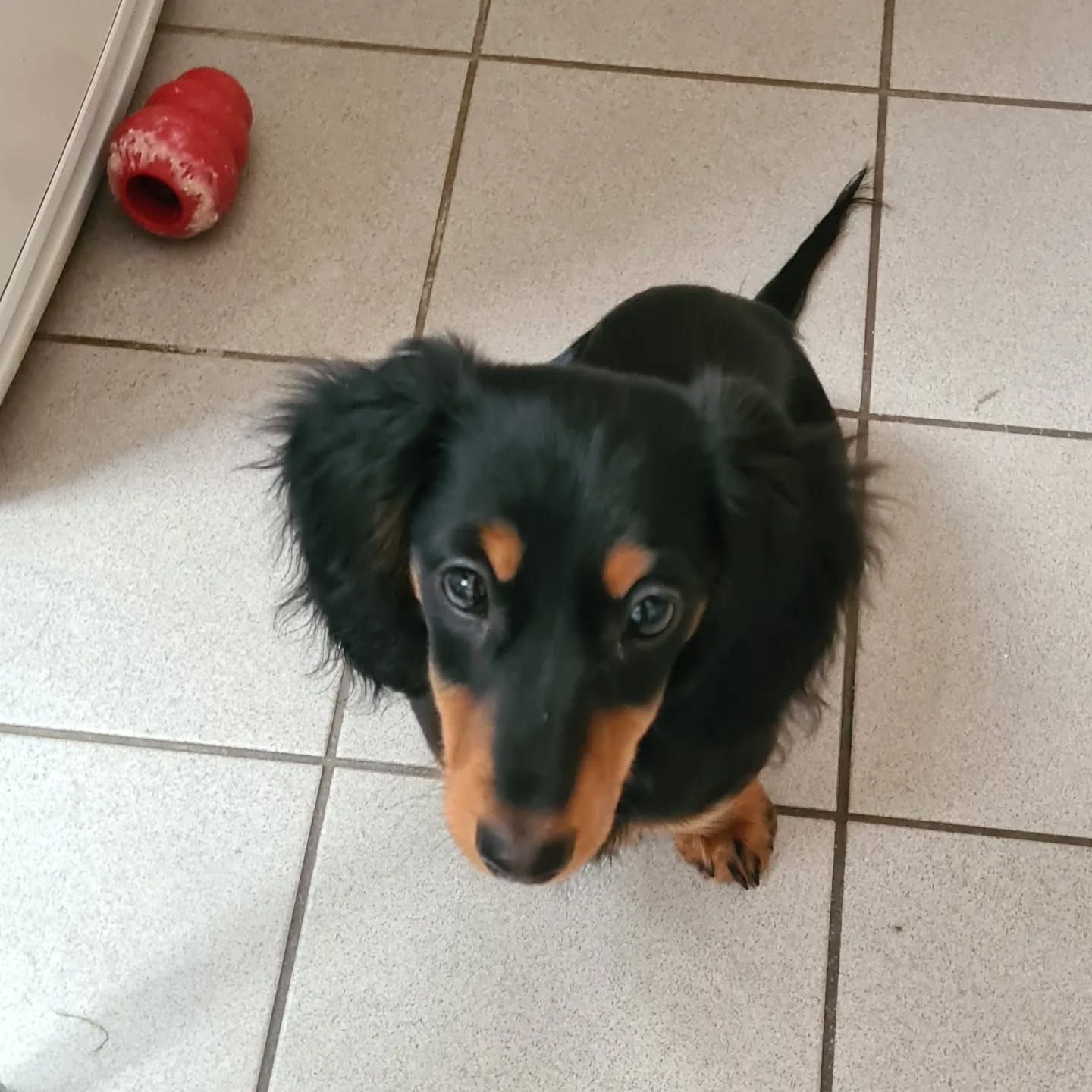 comme à la maison - petit chien pendant une garde à domicile comme à la maison - petit chien pendant une garde à domicile