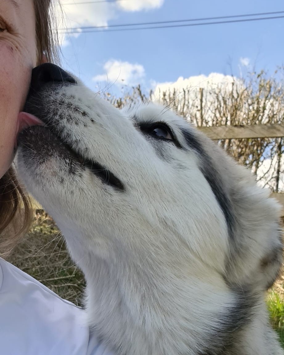 comme à la maison - contact - chien blanc comme à la maison - chien blanc
